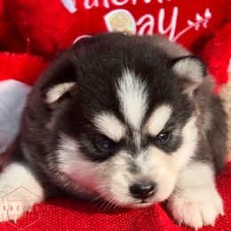 Pomsky Puppies from Kaelel Kennels