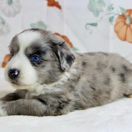 Sally - Blue merle female Miniature Australian Shepherd puppy in Bauxite, Arkansas from J & B Mini Aussies