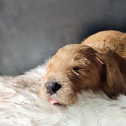 Koda - Caramel cream male Labradoodle puppy in Apache Junction, Arizona from Loving Doodle