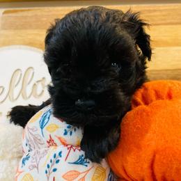 Black 2 - Black male Miniature Schnauzer puppy in Malvern, Arkansas from Deep South Miniature Schnauzers