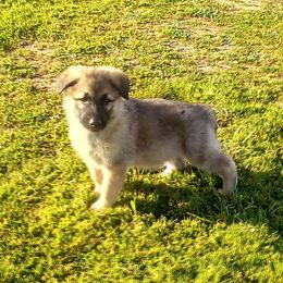 "Handsome boy! Silver sable" German Shepherd Puppies from Ruby's German Shepherds