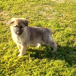 "Handsome boy! Silver sable" German Shepherd Puppies from Ruby's German Shepherds