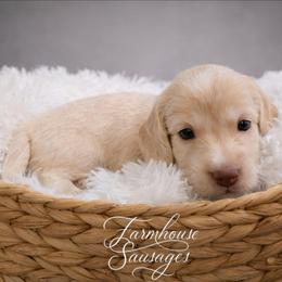 Cream Male - Limited AKC - Cream male Dachshund puppy in Nashville, Tennessee from Farmhouse Sausages - Located in TN delivers all over US including California