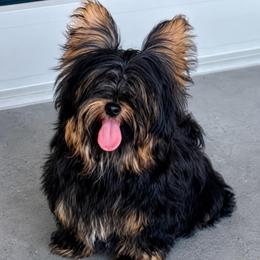 King - Black and gold male Yorkshire Terrier puppy in Cape Coral, Florida from Katherine’s Yorkies and Poodles