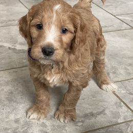 Goldie - Apricot female Goldendoodle puppy in Sugarcreek, Ohio from True Hearted Doodles