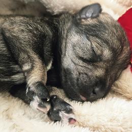 The Midnight Garden   'CEDAR' - Salt and pepper male Miniature Schnauzer puppy in Las Vegas, Nevada from Knock & Bark Miniature Schnauzer