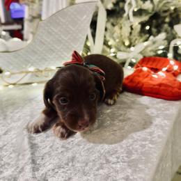 Dachshund Puppies from Doodle Bugs Doxies