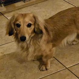 Izzy - Dachshund