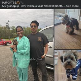 Yorkshire Terrier All Grown Up from Alabama Yorkies of the South (Sierra’s Yorkshire Terrier Babies)