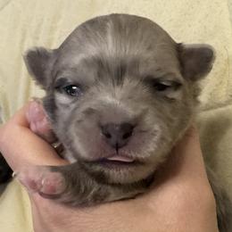 Blake - Blue merle male Chihuahua puppy in Brooklyn, Connecticut from Ladybug Chihuahuas