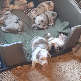Australian Shepherd Puppies from Gardner Canyon Kennels