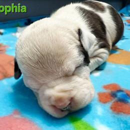 Sophia - Brown brindle female American Staffordshire Terrier puppy in Clintwood, Virginia from SkyBlue Kennel