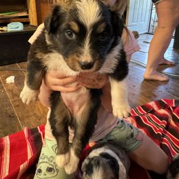 Australian Shepherd Puppies from Hayward aussies
