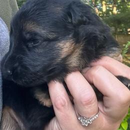 Girl 1 - Black and red female German Shepherd puppy in Lordstown, Ohio from Jewels German Shepherd