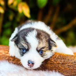 Annie - Black and tan female Pembroke Welsh Corgi puppy in Caliente, California from Rafter Cross 7
