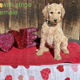 Goldendoodle and Poodle Puppies from Grand Valley Goldendoodles