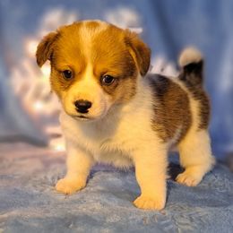 Butternut - Sable and white female American Corgi puppy in Gouverneur, New York from St. Lawrence Corgis