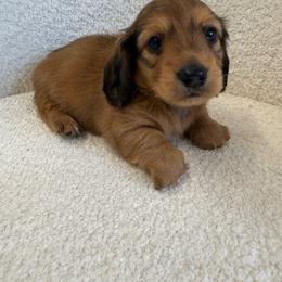 Puppy number one with pie on chest - Red male Dachshund puppy in Spokane, Washington from Dearhaven Doxie
