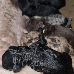 Pecan - Black tri-color male Aussiedoodle puppy in Lithia, Florida from Waterford Doodle Farm