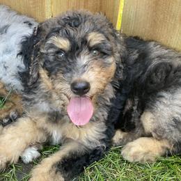 Aussiedoodle and Bernedoodle Puppies from Rowe Farms Aussiedoodles