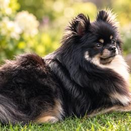 Hazel - Pomeranian