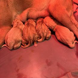 Boy 3 - Yellow male Labrador Retriever puppy in Corcoran, Minnesota from Whispering Creek British Labs LLC