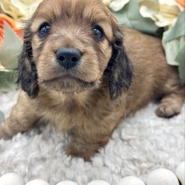 Zeke - Red male Dachshund puppy in Exeter, California from Sawtooth Miniature Dachshunds