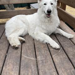 Cici - Berger Blanc Suisse
