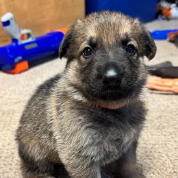 Caramello - Sable female German Shepherd puppy in Barnhart, Missouri from Combat Creek German Shepherds