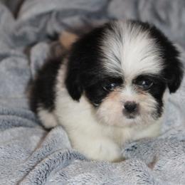 Walter - Black and white male Shih Tzu puppy in Tampa, Florida from Fancy Shih Tzus Florida