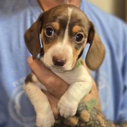 Picasso - Piebald male Dachshund puppy in New Caney, Texas from BouncinMiniWeenies
