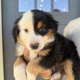 Blaze - Black tri male Miniature American Shepherd puppy in Payson, Arizona from Barnhardt Minis