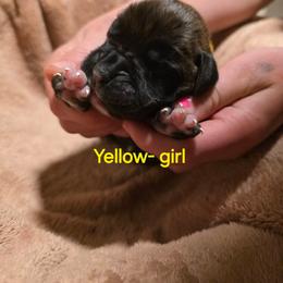 Girl 2 - Brindle female Boxer puppy in Caspian, Michigan from Andrus Family Boxers