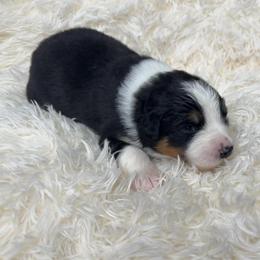 Demi - Black tri-color female Australian Shepherd puppy in Olivehurst, California from Double M Aussies