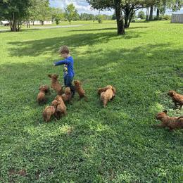 Goldendoodle, Poodle, and Shihpoo Puppies from Geise Meadow Doodles