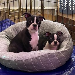 Boston Terrier Puppies from Bonze Boston Terriers