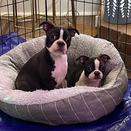 Boston Terrier Puppies from Bonze Boston Terriers
