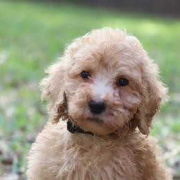 Rocky - Apricot male Goldendoodle puppy in Macclenny, Florida from Baker County Goldendoodles