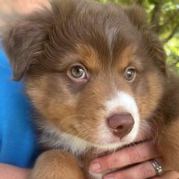 Dark Blue - Red tri-color male Miniature American Shepherd puppy in Hurt, Virginia from Sweet Prada's Farm