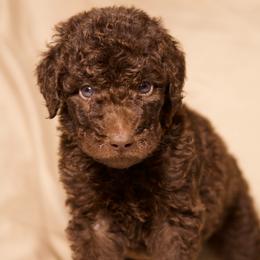 Comet - Chocolate male Goldendoodle puppy in Palmetto Bay, Florida from SOMIDOODLES
