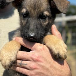 Jetty - Sable male German Shepherd puppy in Lexington, Virginia from Buffelbach Farmstead Shepherds
