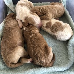 Poodle Puppies from Grand Valley Standard Poodles