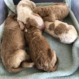 Poodle Puppies from Grand Valley Standard Poodles