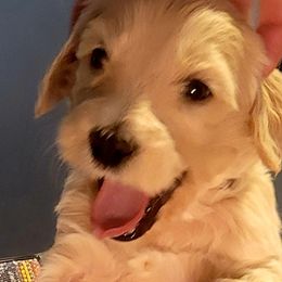 Goldendoodle Puppies from Magical Goldendoodles of Pioneer Valley, MA