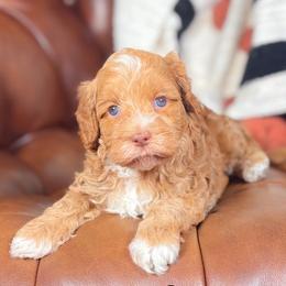 Churro - Chocolate female Australian Labradoodle puppy in Decatur, Alabama from Southern Meadows Doodles