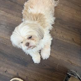 Rose - Cream and white female Shih Tzu puppy in Berkeley Springs, West Virginia from Sandridge Shih Tzus