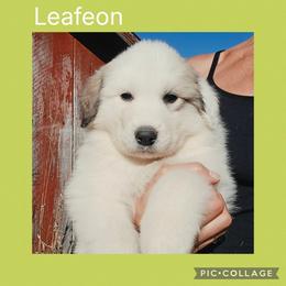 Leafeon - White and badger female Great Pyrenees puppy in Mikado, Michigan from Brittain Family Farm