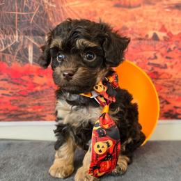 Mars - Red tri-color male Aussiedoodle puppy in Prescott Valley, Arizona from Ramirez Family Doodles