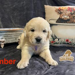 Tiller - Light golden male Golden Retriever puppy in Monroe, Tennessee from Dale Hollow Goldens