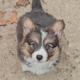 Zara - Blue female Pembroke Welsh Corgi puppy in Norwood, Missouri from McGraw's Paws 🐾